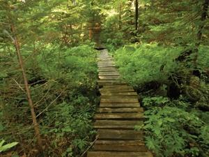 Trails: Shaping sustainable trails at Bear Paw